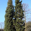 Cupressus sempervirens  'Fastigiata'